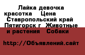 Лайка девочка красотка. › Цена ­ 9 000 - Ставропольский край, Пятигорск г. Животные и растения » Собаки   